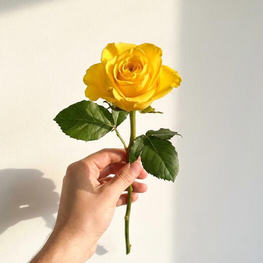 Ярко-жёлтая роза Moonwalk – премиум одиночный стебель 50 см