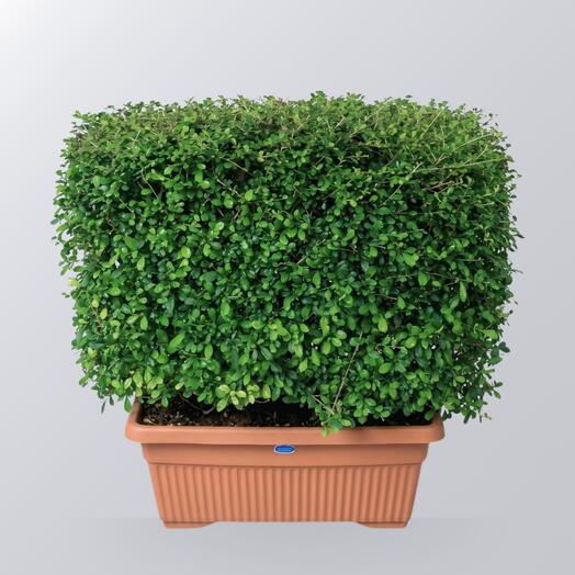 Ehretia Rectangle Pot 100CM