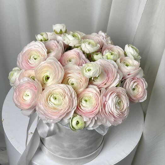 علبة رانونكولوس هانوي