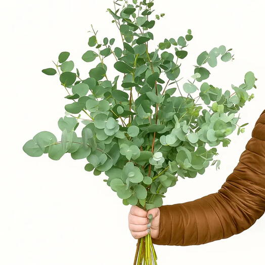 Eucalyptus Bunch
