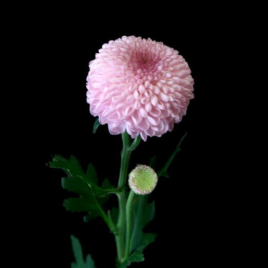 Пучок розовых хризантем Пинг-Понг