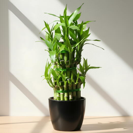 Lucky Bamboo Tower