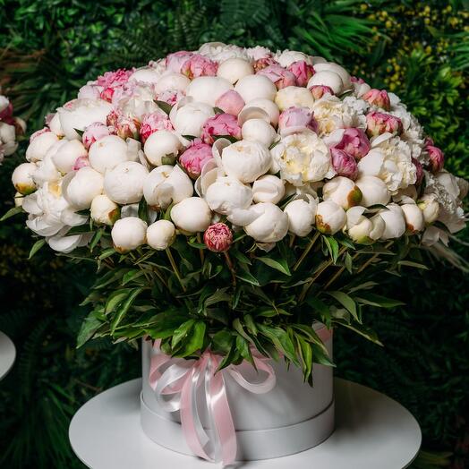 201 arreglo en caja de peonías mixtas