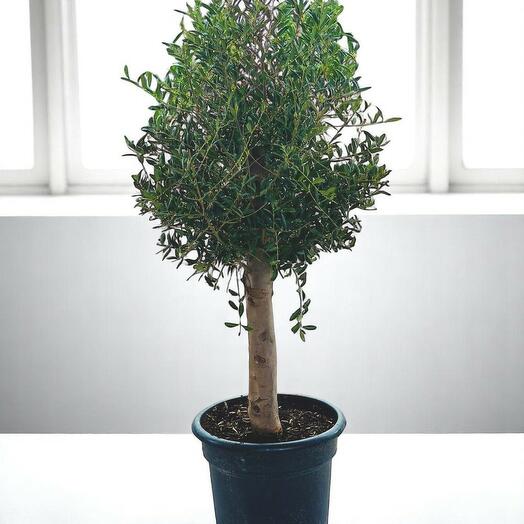 Оливковое дерево