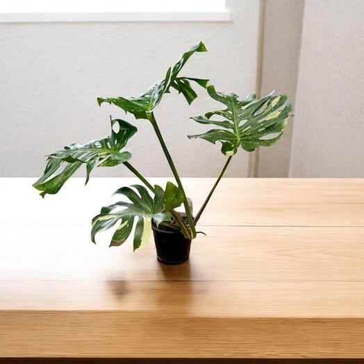 Монстера Тай Констеллейшн