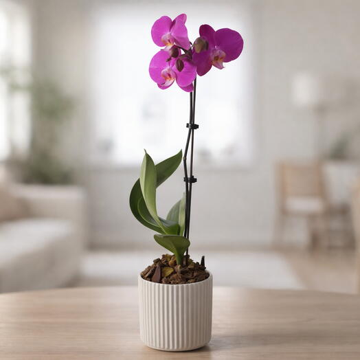 Фиолетовая орхидея (65 см)