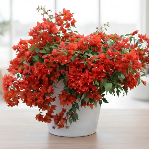 Red Bougainvillea