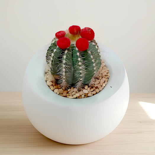 Красный коронный кактус (лунный кактус)