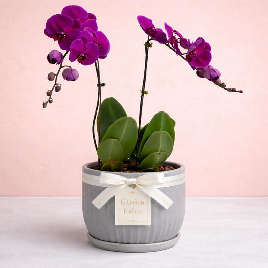 Pink Phalaenopsis Orchid Plant - 2 Stem