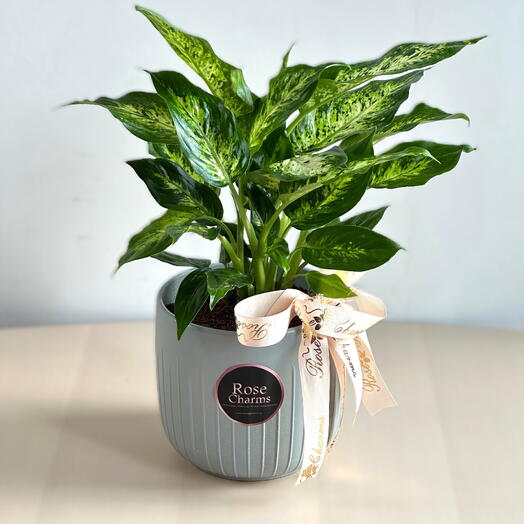 "Dieffenbachia Compacta (Dumb Cane) | Lush Indoor Plant with Variegated Foliage – Elegant Low-Maintenance Decor"