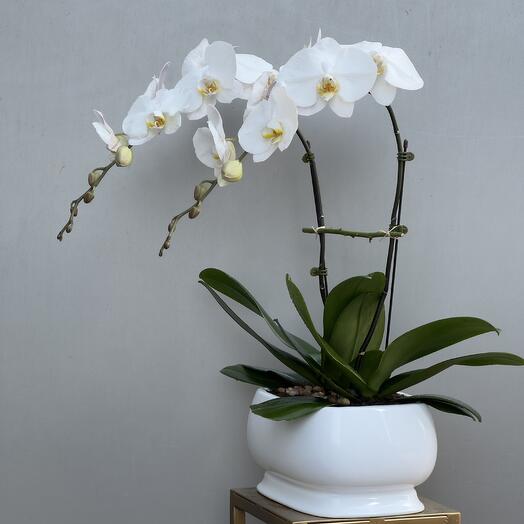 Graceful Orchid Duo | 2 White Phalaenopsis Stems in Ceramic Pot