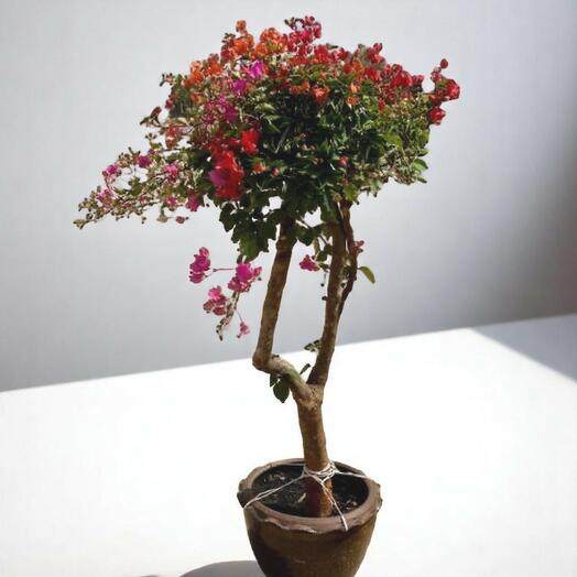 Bougainvillea 1 head