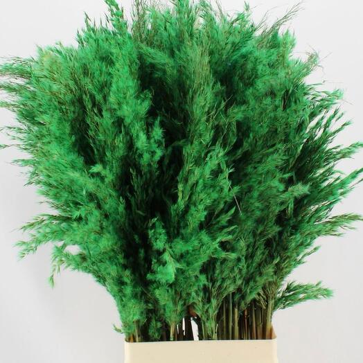 Pampas Green