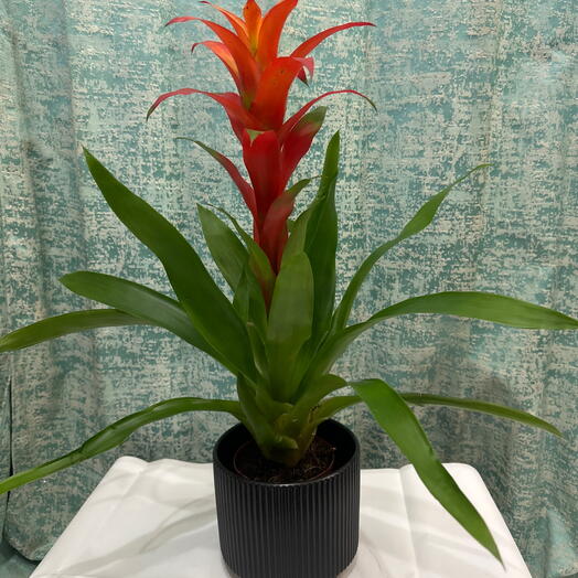 Guzmania ( Scarlet Star Plant ) in elegant Black Pot
