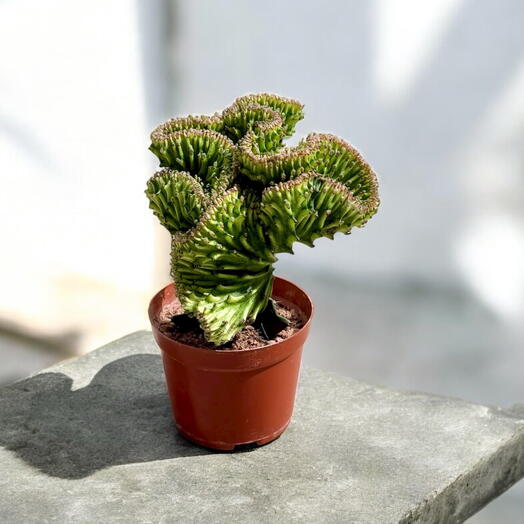 Euphorbia Lactea Cristata (коралловый кактус)