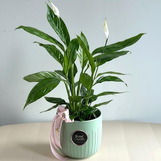 Peace Lilly Spathiphyllum Indoor Plant