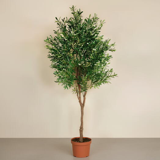 Olive Tree (Olea europaea) – Natural Form