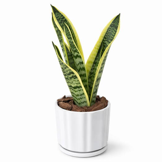 Snake Plant (Mini)