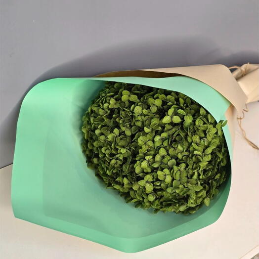 Dried Green Hydrangea