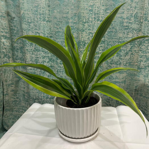 Vibrant Dracaena Fragrans ‘Lemon Lime  – Stylish Indoor Corn Plant for Home  Office. Easy care Gift Plant