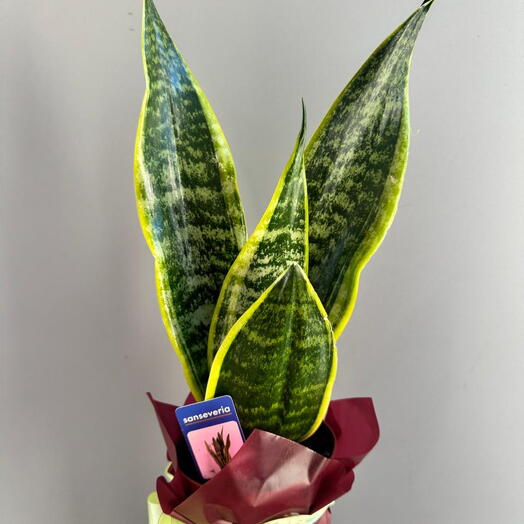Сансевиерия