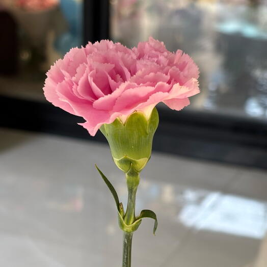 Carnation, any quantity in a bouquet