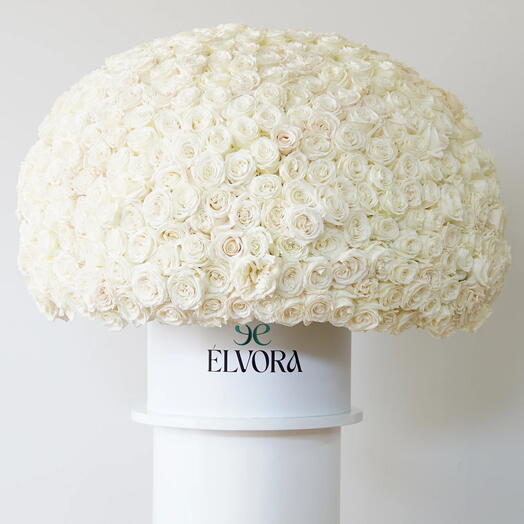 White Roses Pure Stillness