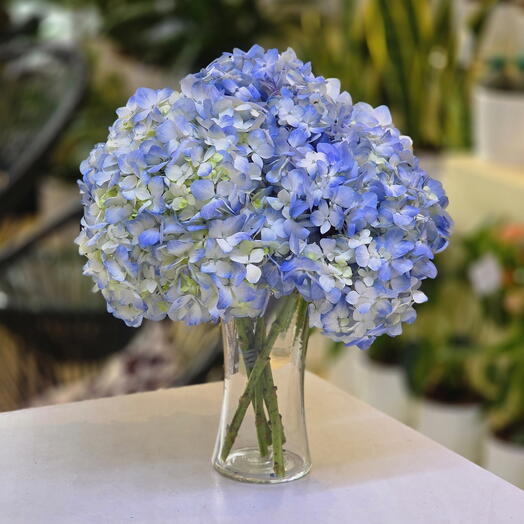 5 hortensias bleus en vase