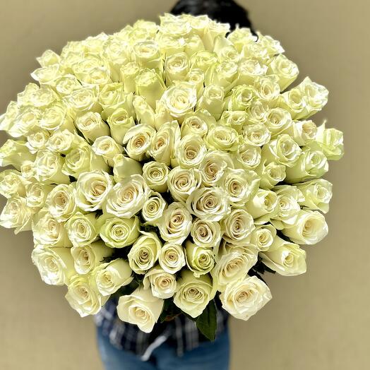 100 white Roses