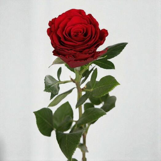 Single rose red