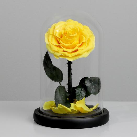 Стабилизированная жёлтая роза со стеклянным куполом
