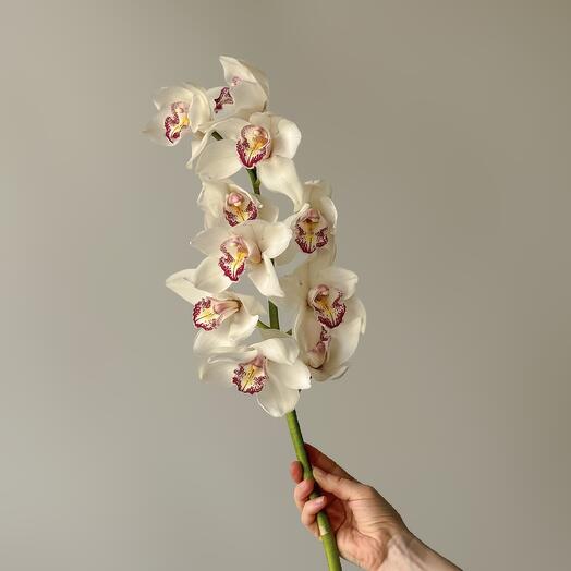 White orchid (1 pc)