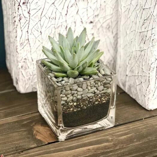 Зелёная эчеверия в квадратной вазе