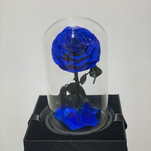 SINGEL BLUE ROSE IN DOM