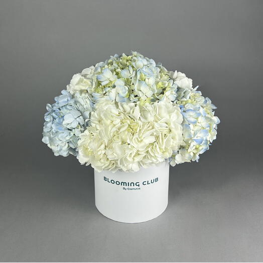 Blueish hydrangea Box
