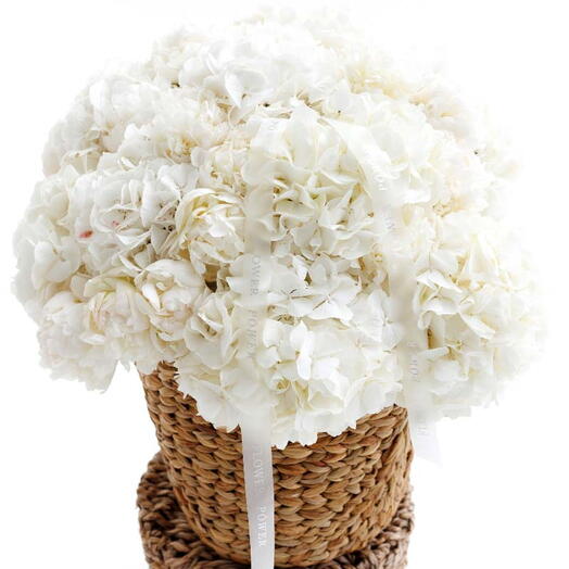 Ivory Cloud: Large Basket of White Hydrangeas