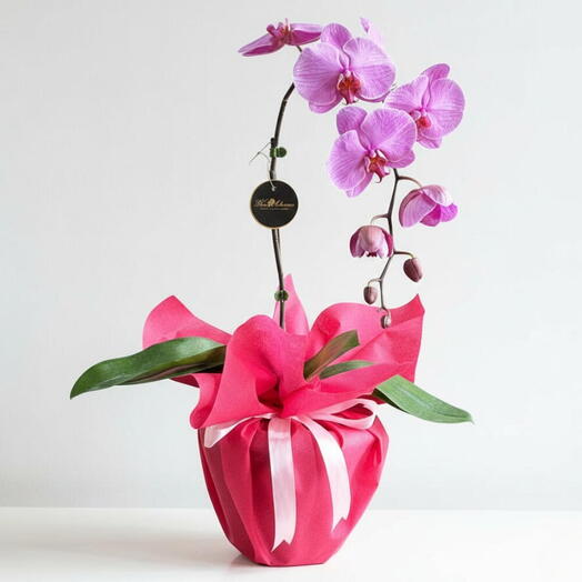 Elegant Pink Orchid – Lasting Gift