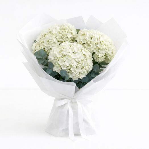 6 hortensias blancs