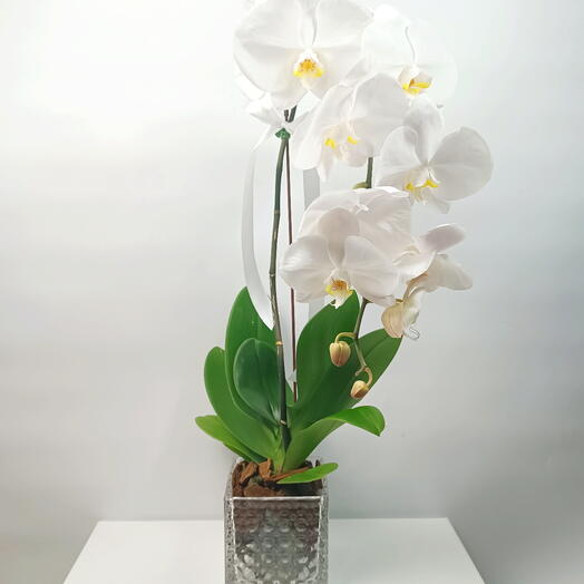 نبات أوركيد أبيض
