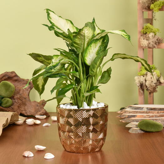 Planta Dieffenbachia pequeña fácil de mantener