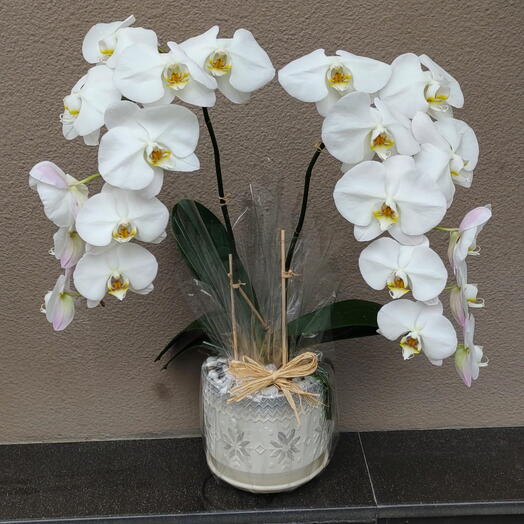 2 Stems White Orchid Plant In Pot:
