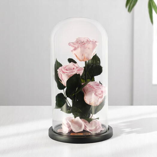 Светло-розовые стабилизированные розы в наборе из трех стеклянных колпаков