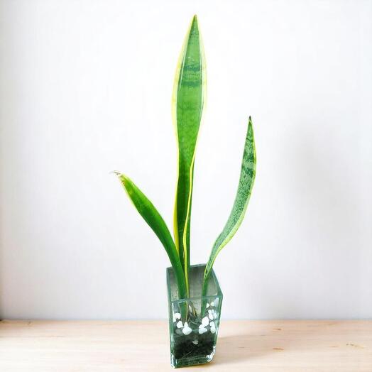 Сансевиерия