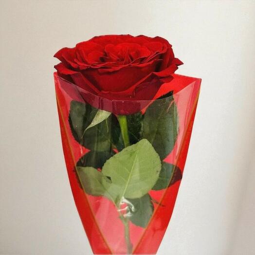 Single Red Rose