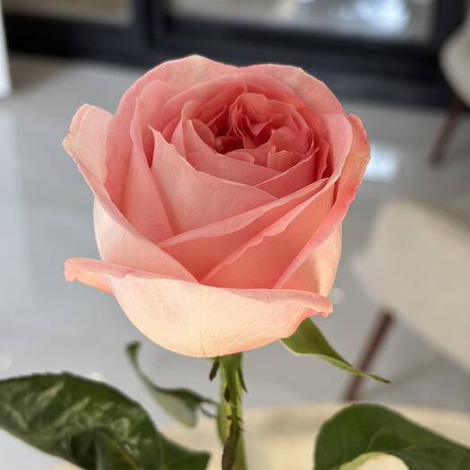 Pink expression rose