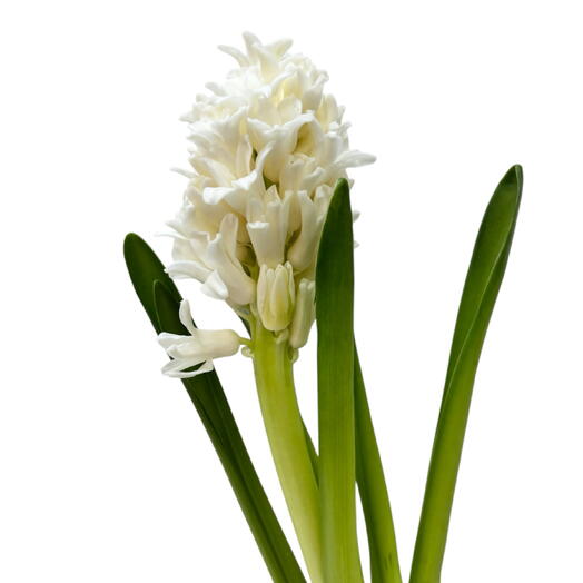 هياسينث أبيض لكل ساق