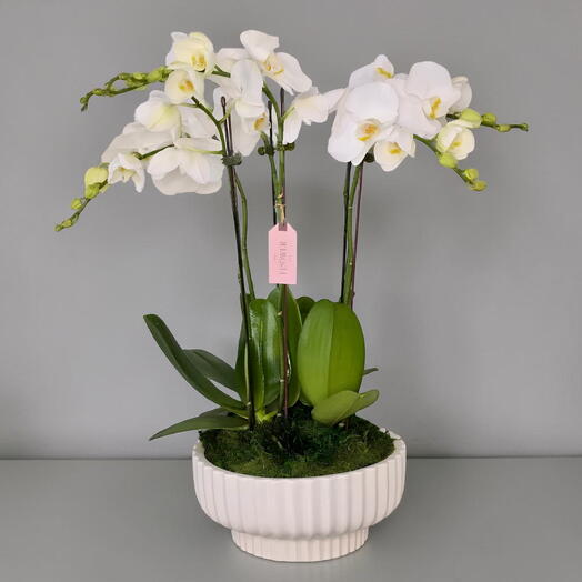 White Elegance