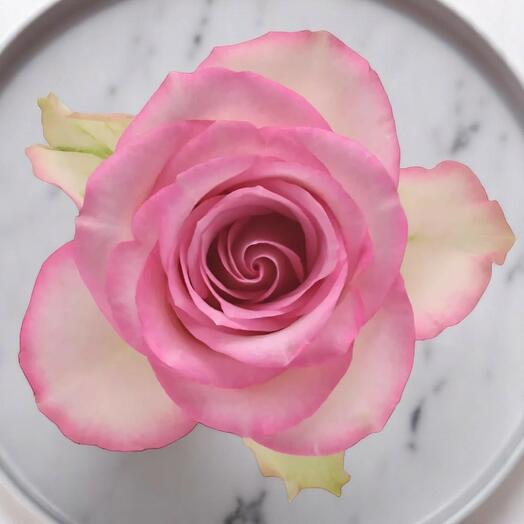 Blush Elegance – светло-розовая роза за стебель