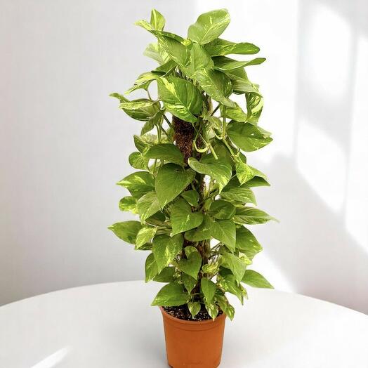 Денежное растение с мховой опорой