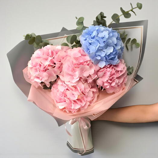 Hortensia Rose et Bleu Joyeux